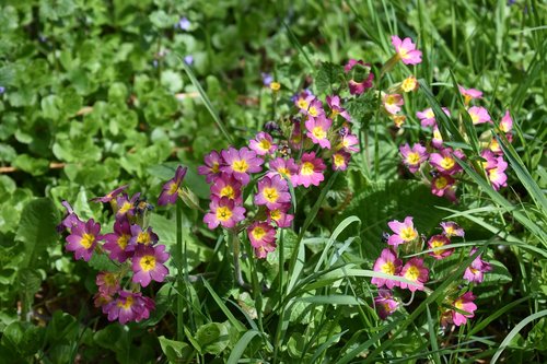 primrose  nature  spring