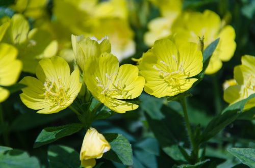 primrose evening primrose flower