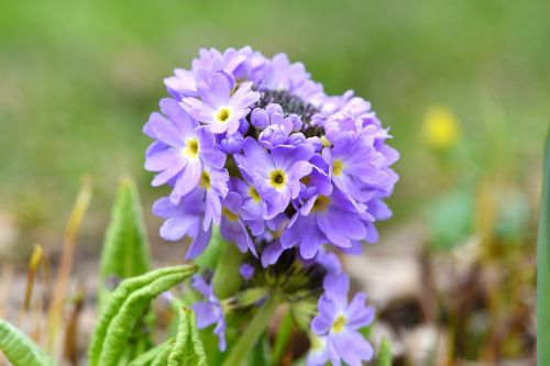 primrose drumstick blue