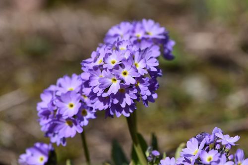 primrose drumstick blue