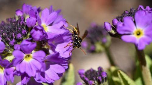 primrose drumstick flower