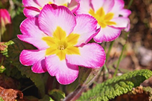 primrose spring flower spring