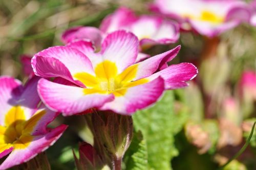 primrose flower plant