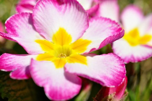 primrose flower blossom