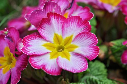 primrose flower blossom