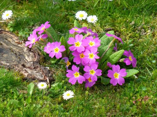 primroses early bloomer spring awakening