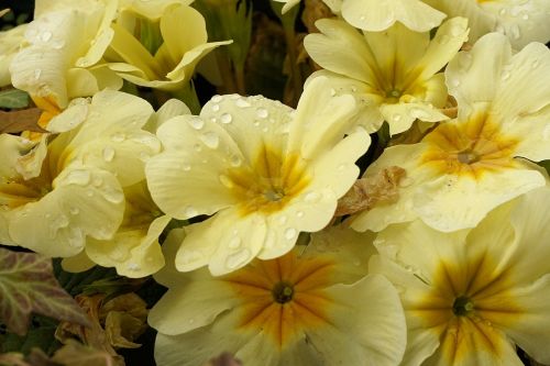 primroses yellow spring