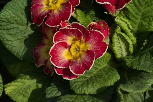 primroses spring flowers