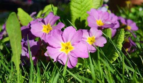 primroses flowers violet