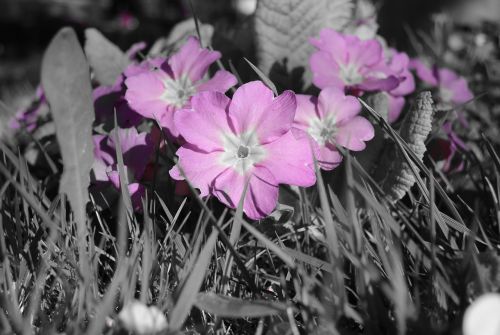 primroses purple violet