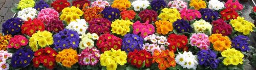 primroses colorful nature