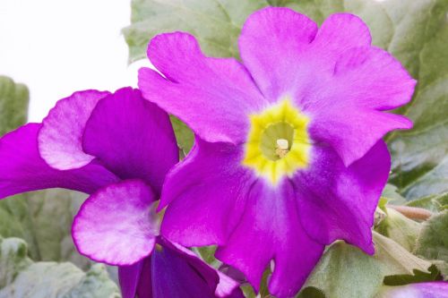 primroses primula vulgaris hybrid violet