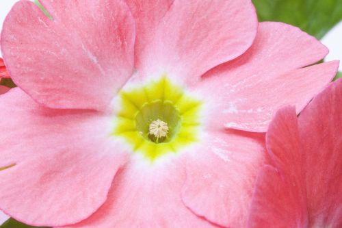 primroses primula vulgaris hybrid pink
