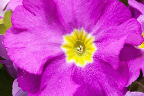 primroses primula vulgaris hybrid violet