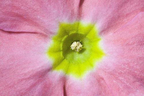 primroses primula vulgaris hybrid pink