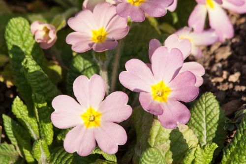 primroses primula vulgaris hybrid purple