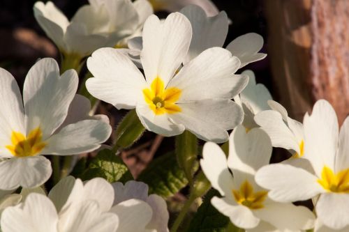 primroses primula vulgaris hybrid white