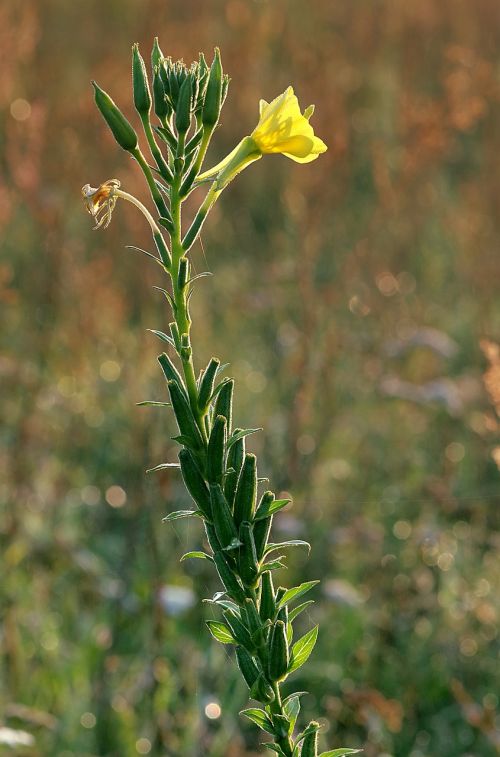 primroses vulgaris flower