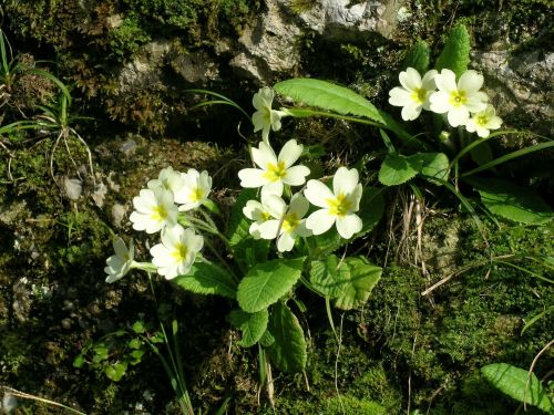 primroses flowers spring