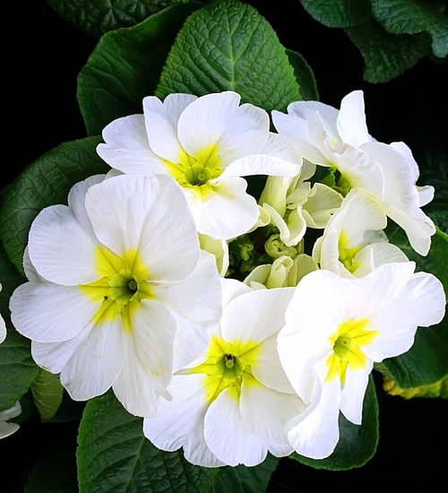 primroses  white  blossom