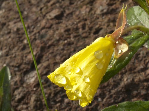 primroses  yellow  flower