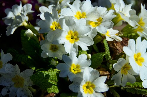 primroses  white  spring