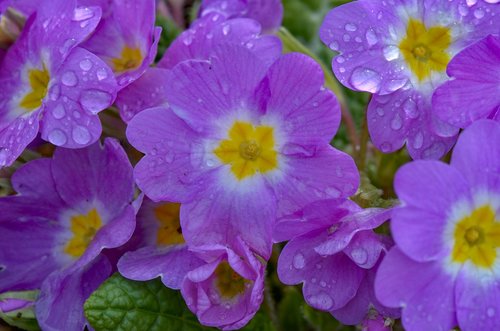 primroses  flower  drip