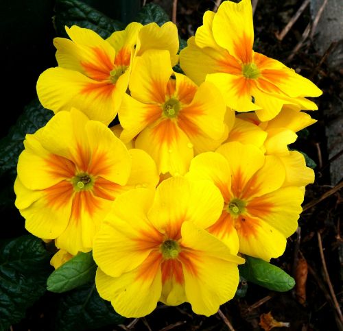 primroses spring yellow