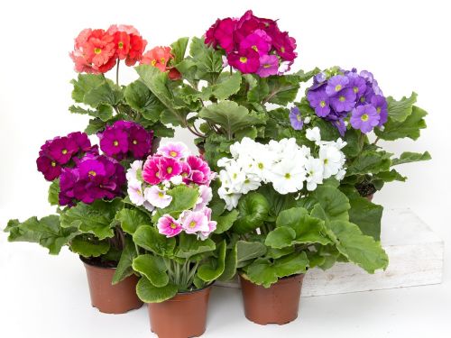 primroses cup primrose colorful