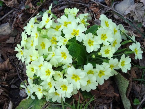 primroses cowslip flower