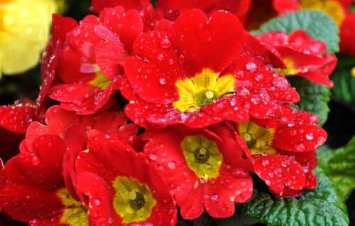 primula spring spring flower