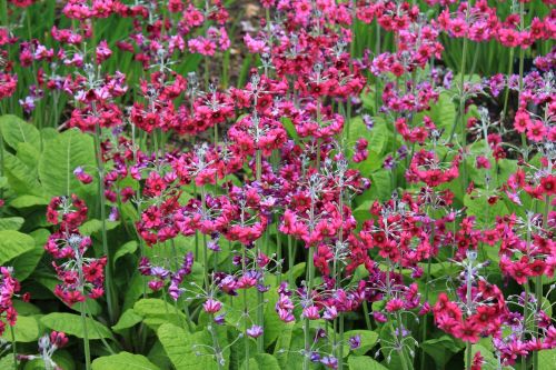 primula flower plant