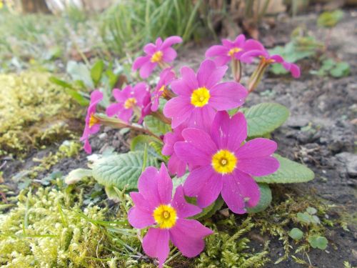 primula wildflowers flowers