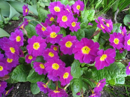 primula flowers pink