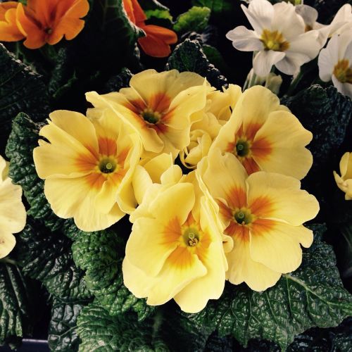 primula flowers spring