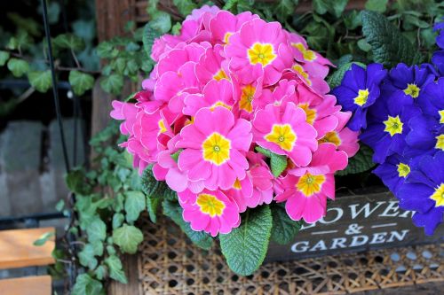 primula rose flower