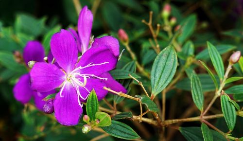 princess flower glory bush flower