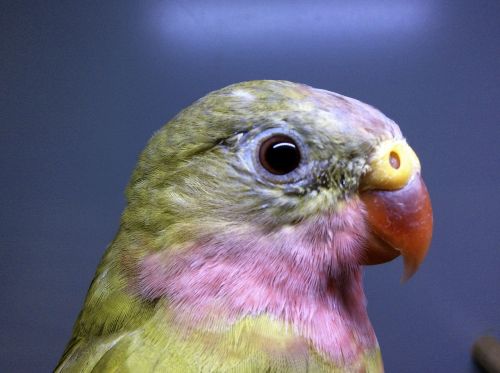princess parrot bird nature