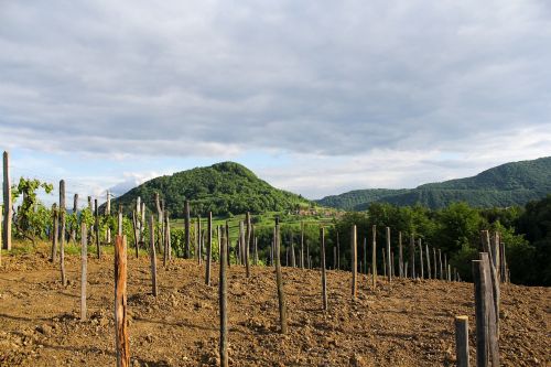 priroda nature vinograd
