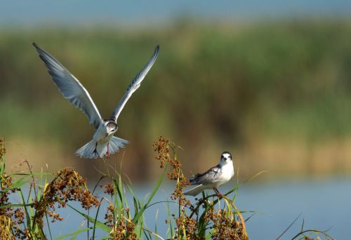 Landing