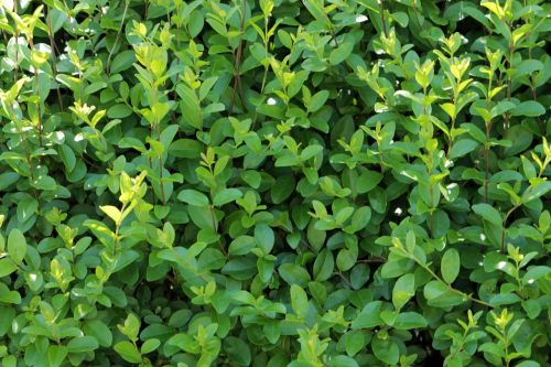 privet hedge green