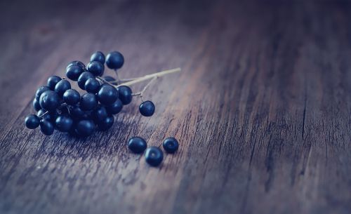 privet berries dark blue