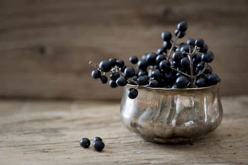 privet privet-berries dark blue