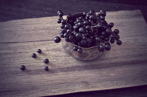 privet privet berries berries dark blue