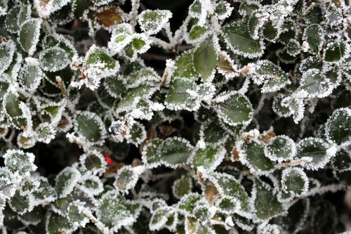 privet frost cold
