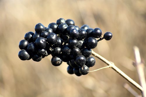 privet  bush  fruit