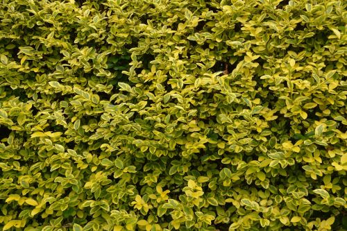 privet hedge leaves privet foliage