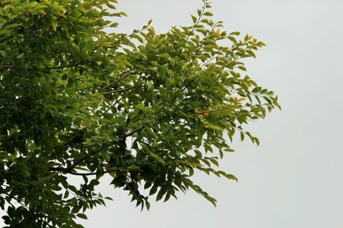 Privet Tree Against The Sky