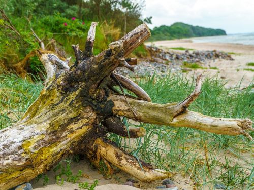 priwall baltic sea log