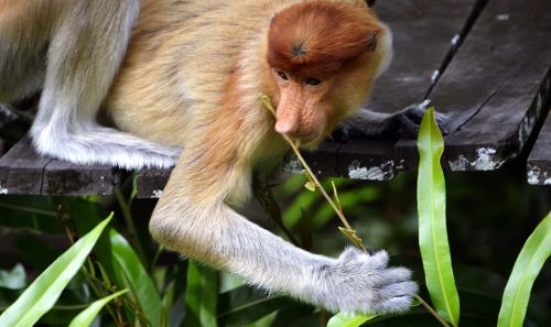 proboscis long-nosed bekantan